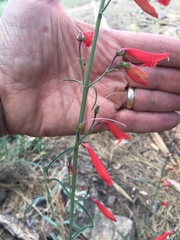 Penstemon barbatus torreyi