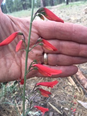Penstemon barbatus torreyi