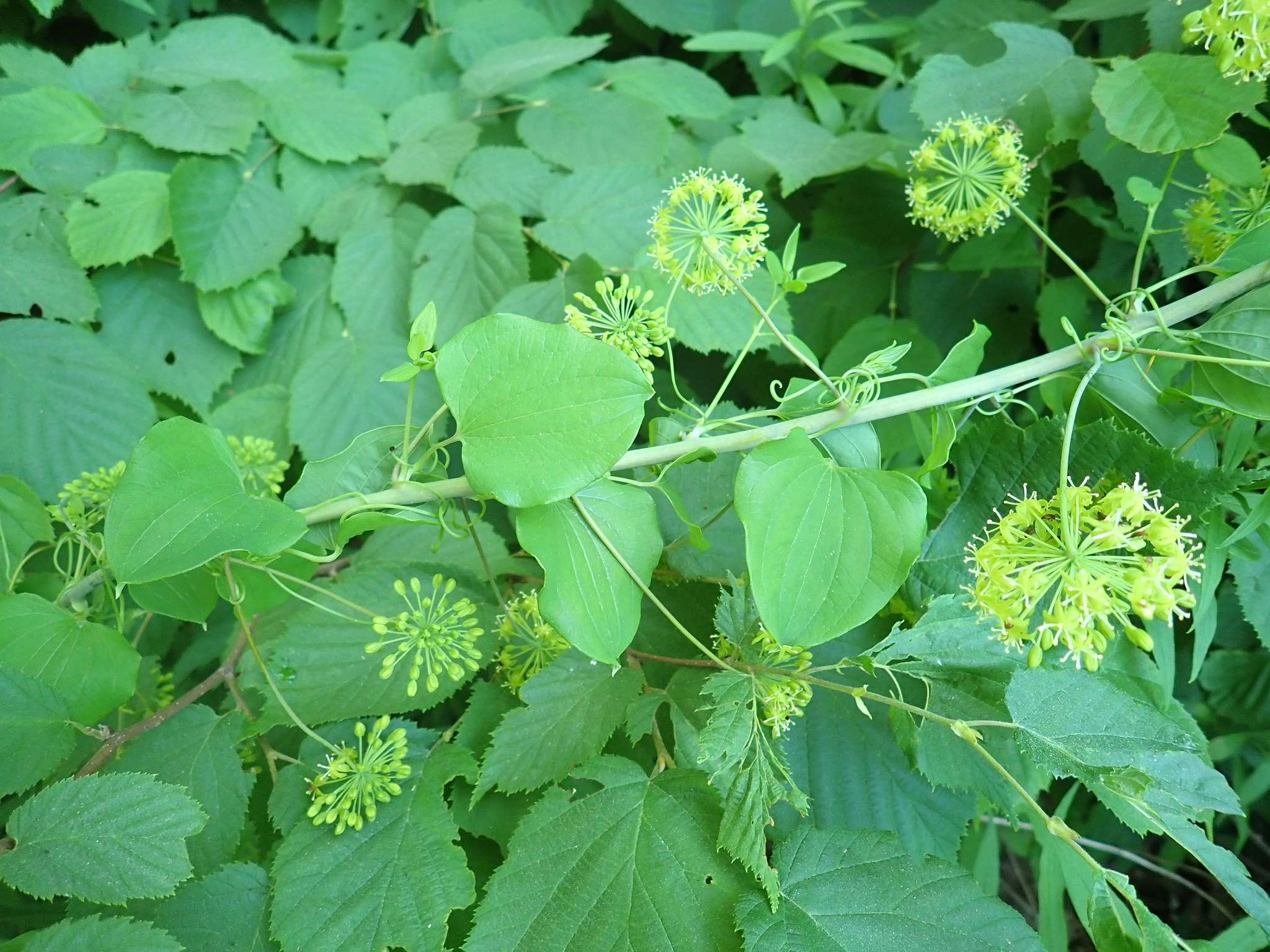 Smilax herbacea