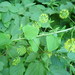 Smilax herbacea - Photo ללא זכויות יוצרים, הועלה על ידי Lynn Harper