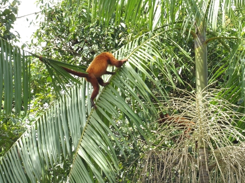 Guianan Red Howler Monkey