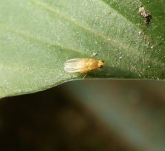 Chyromyidae