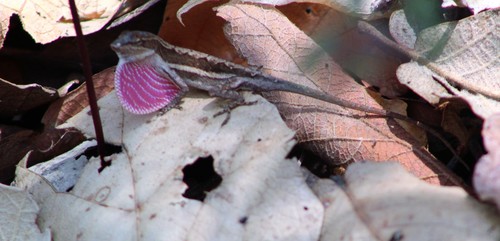 Oaxacan Oak Anole