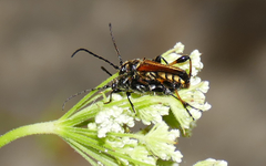 Stenopterus ater