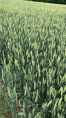 Triticum aestivum