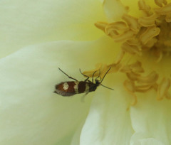 Micropterix aureatella