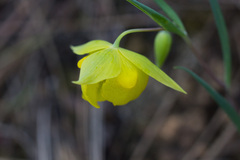 Calochortus pulchellus