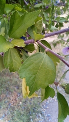 Hibiscus syriacus