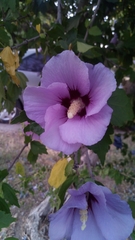 Hibiscus syriacus