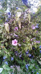 Hibiscus syriacus