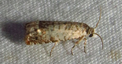 Epiblema obfuscana