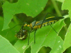 Repipta fuscipes