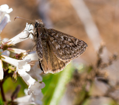 Erynnis propertius