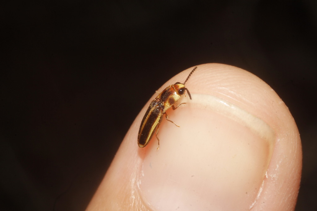 Anchastus moratus