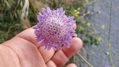 Sixalix atropurpurea