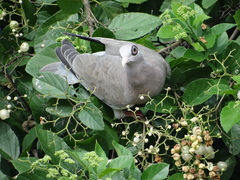 Patagioenas corensis