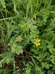 Lotus suaveolens