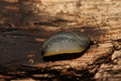Arion distinctus