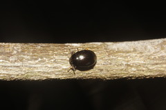 Apsida terebrans