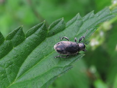 Phyllobius pomaceus