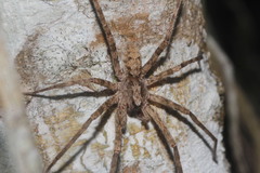 Acanthoctenus