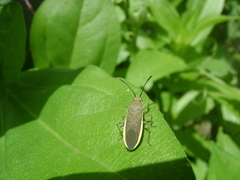 Catorhintha selector