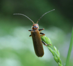 Cantharis figurata