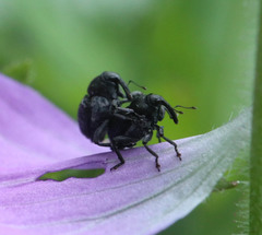 Zacladus geranii