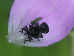 Zacladus geranii