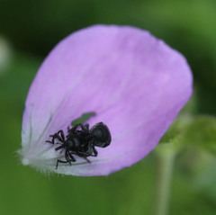 Zacladus geranii