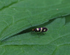 Micropterix aureatella