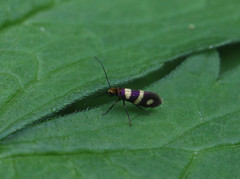 Micropterix aureatella