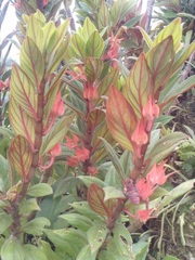 Columnea schiedeana