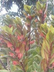 Columnea schiedeana