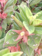 Columnea schiedeana