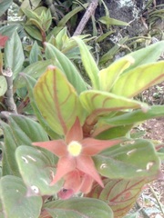 Columnea schiedeana