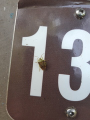 Elasmostethus interstinctus