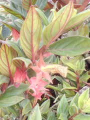 Columnea schiedeana