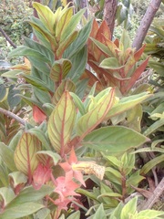 Columnea schiedeana