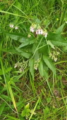 Symphytum × uplandicum