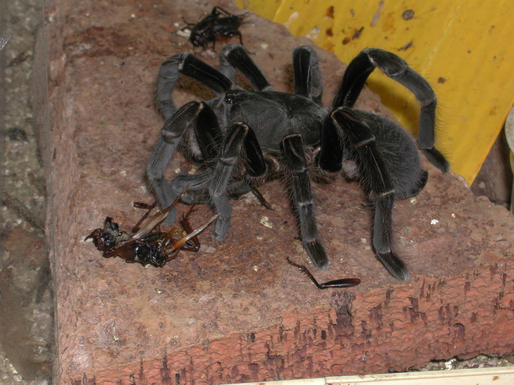 Giant Baboon Spider (Hysterocrates gigas) · iNaturalist