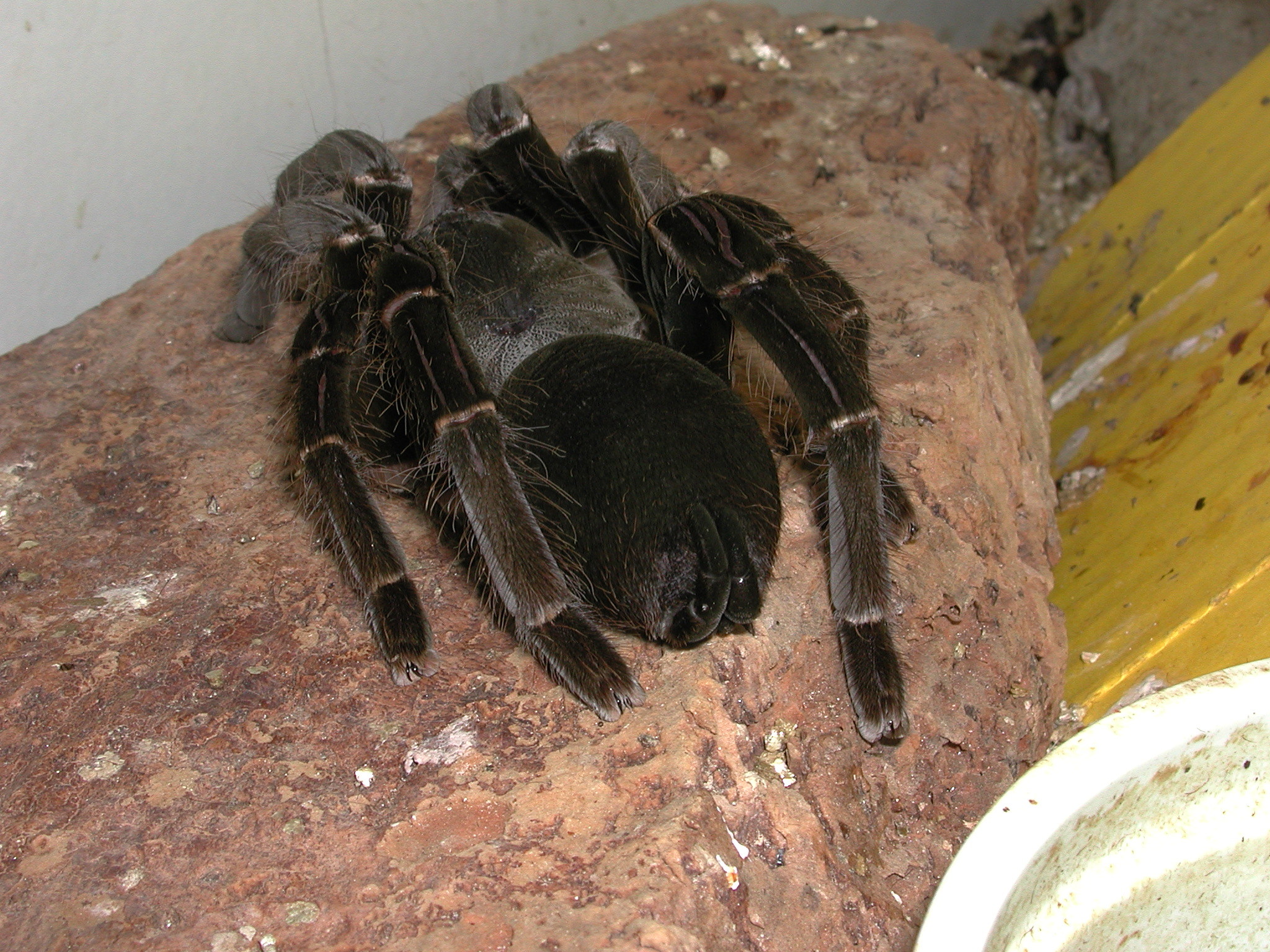 Giant Baboon Spider (Hysterocrates gigas) · iNaturalist