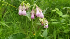 Symphytum × uplandicum