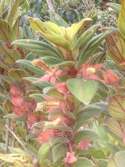Columnea schiedeana