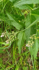 Symphytum × uplandicum