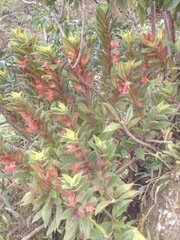 Columnea schiedeana