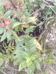 Columnea schiedeana