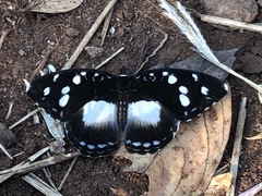 Aterica galene theophane