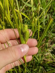 Carex frankii