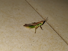 Spathosternum prasiniferum